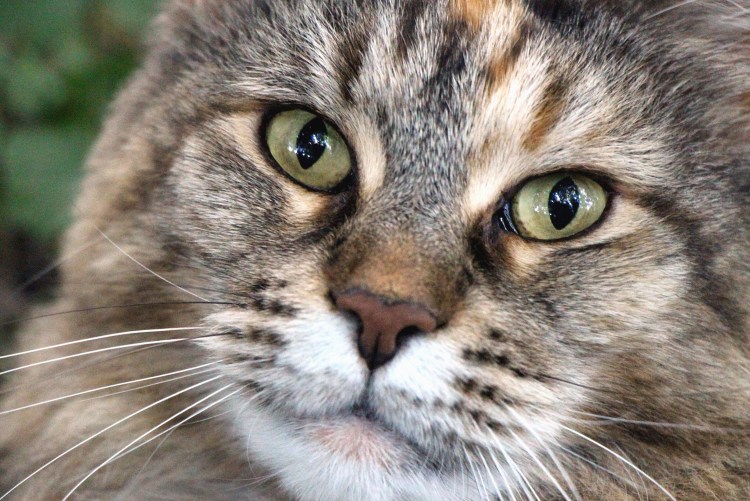 Фото головы кота