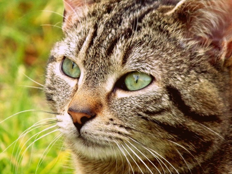 Голова кошки фото
