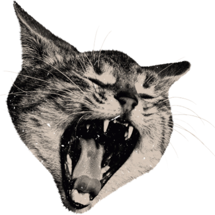 Голова кота