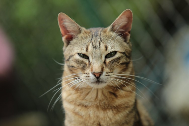 Голова кота