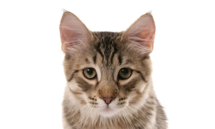 Морда кошки на белом фоне