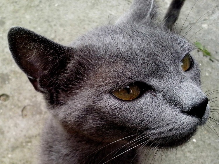 Голова кота