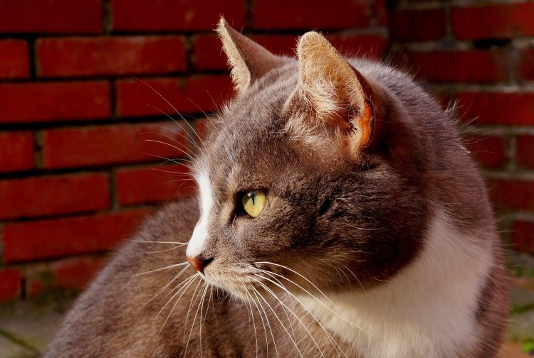 Благородные кошачьи