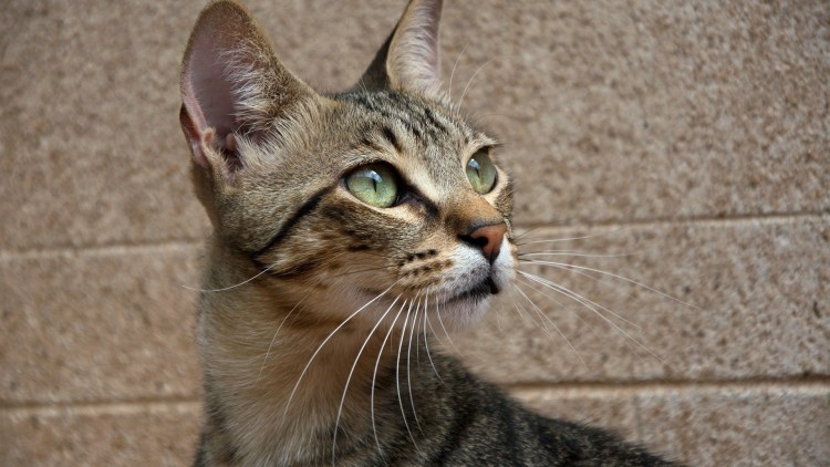 Морда кошки