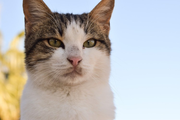 Голова кошки ФАС