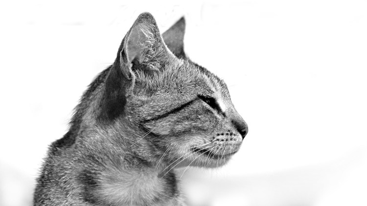 Морда кошки