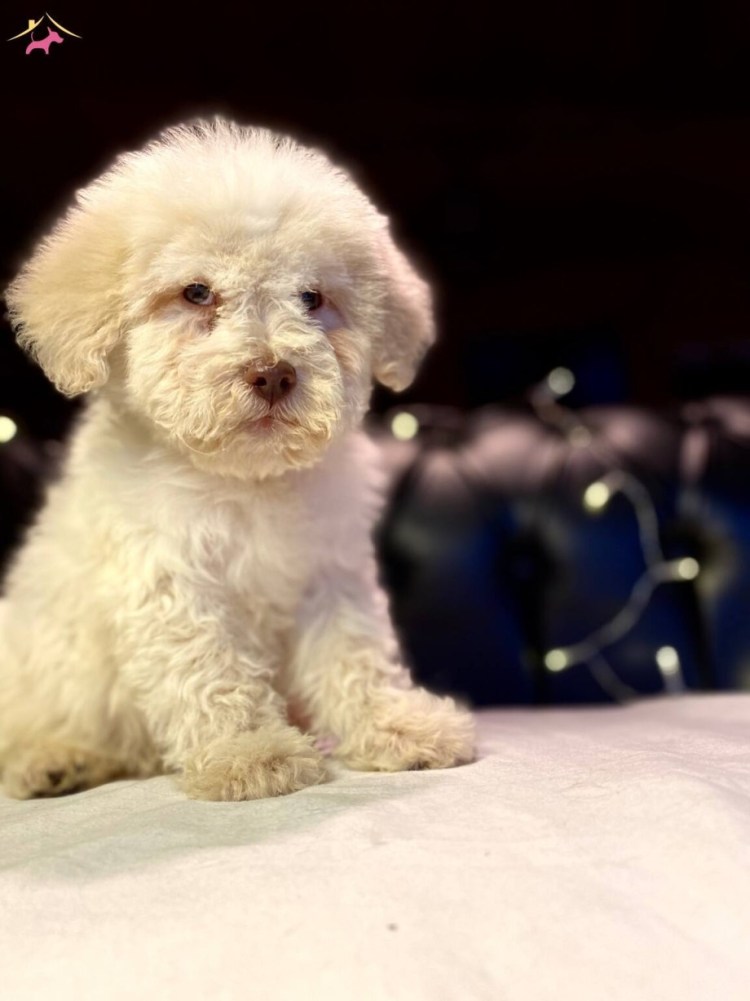 Бишон фризе мальтипу