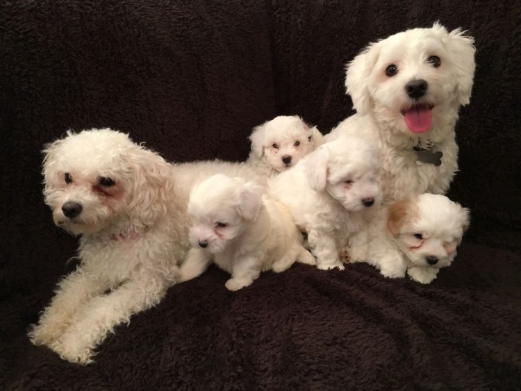 Щенки мальтипу Новорожденные