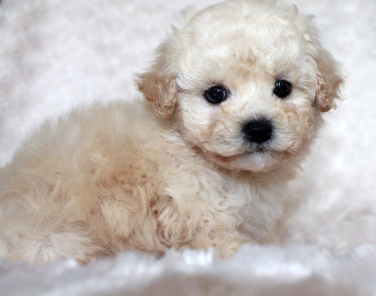 Мальтипу Тедди