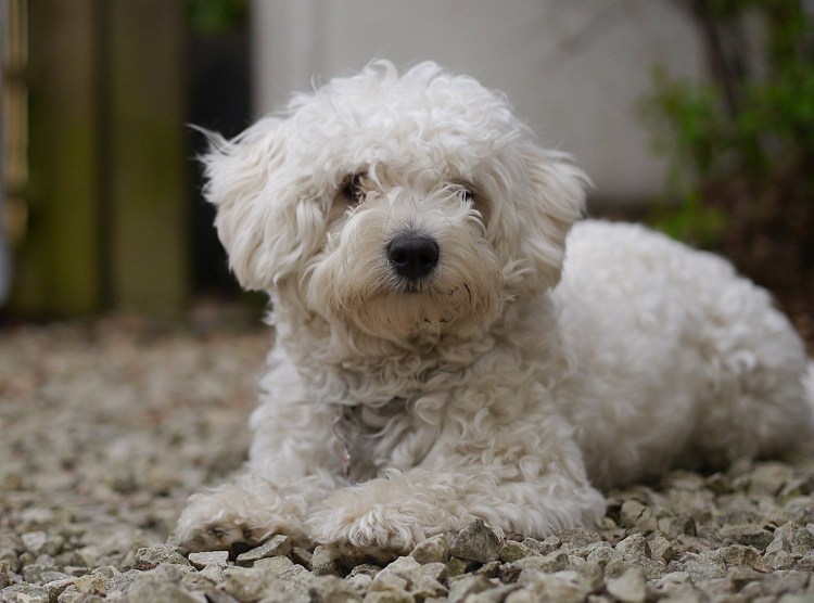 Мальтийская болонка Харт