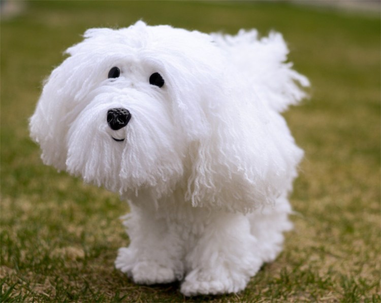 Пудель мальтипу