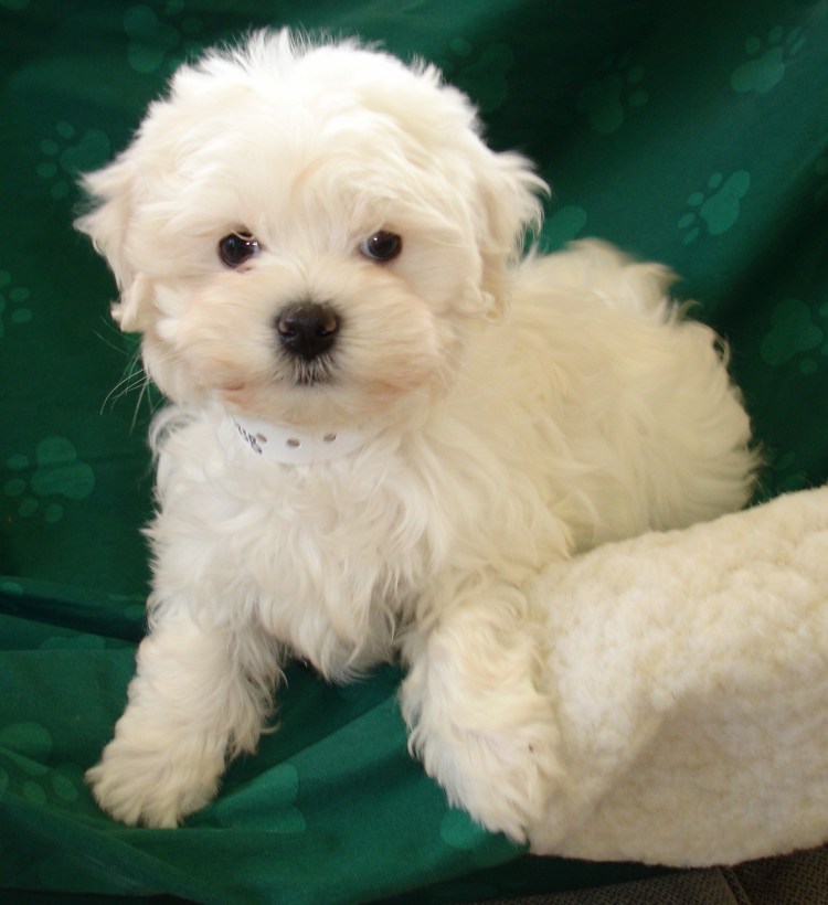 Мальтийская болонка