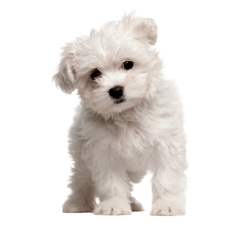 Пудель мальтипу чёрный