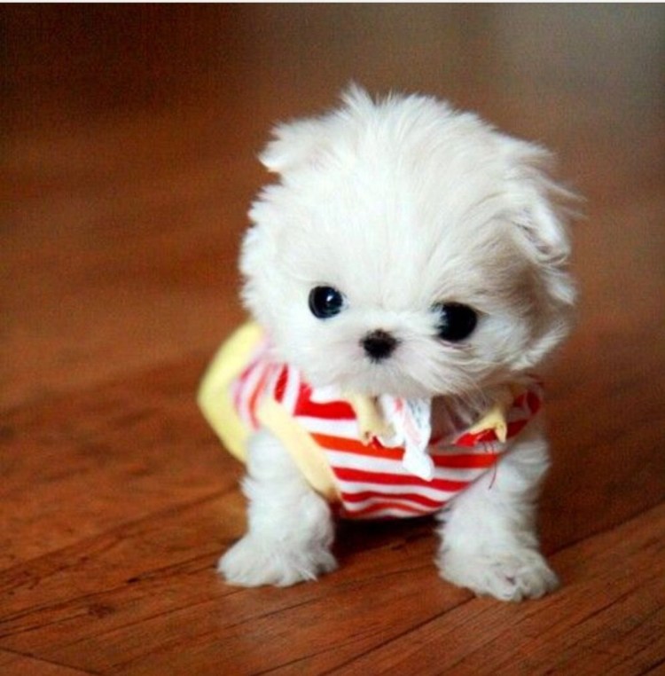 Бишон фризе мальтипу