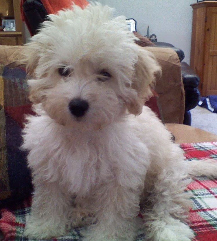 Болонка мальтипу