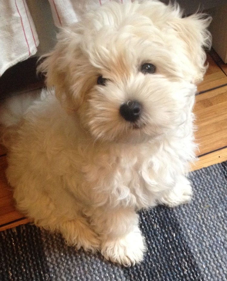 Бишон и мальтипу