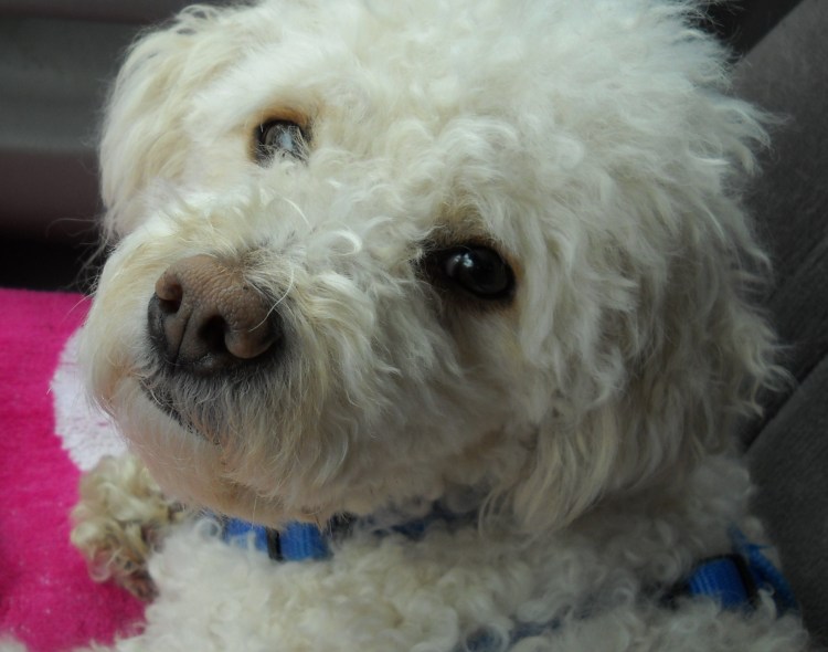 Бишон фризе