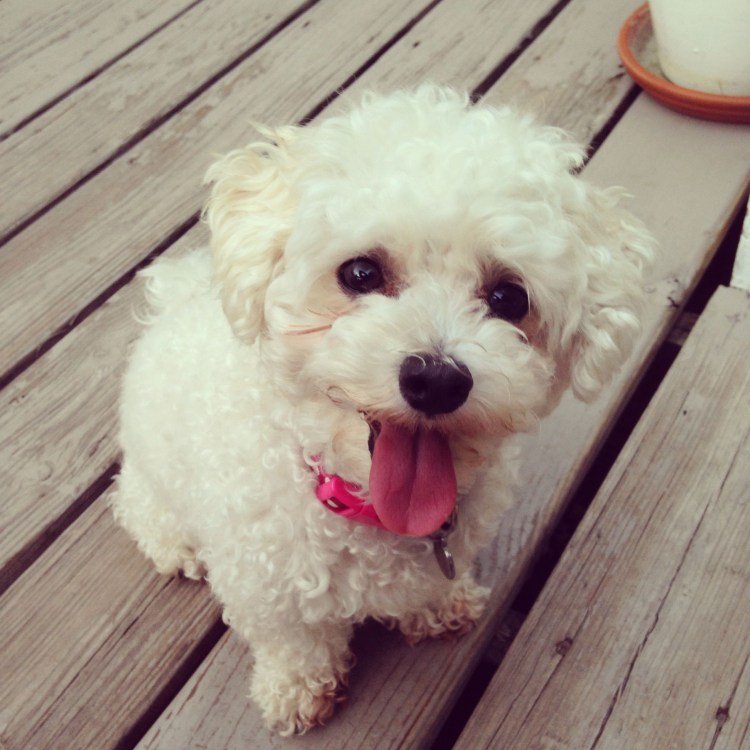 Бишон и мальтипу