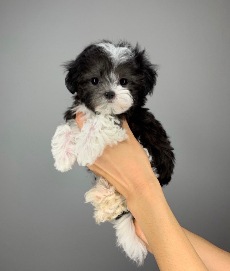 Мальтипу черный щенок