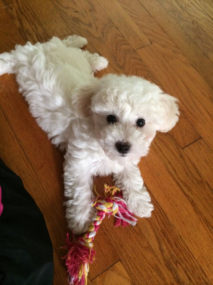 Болонка Бишон и Мальтийская