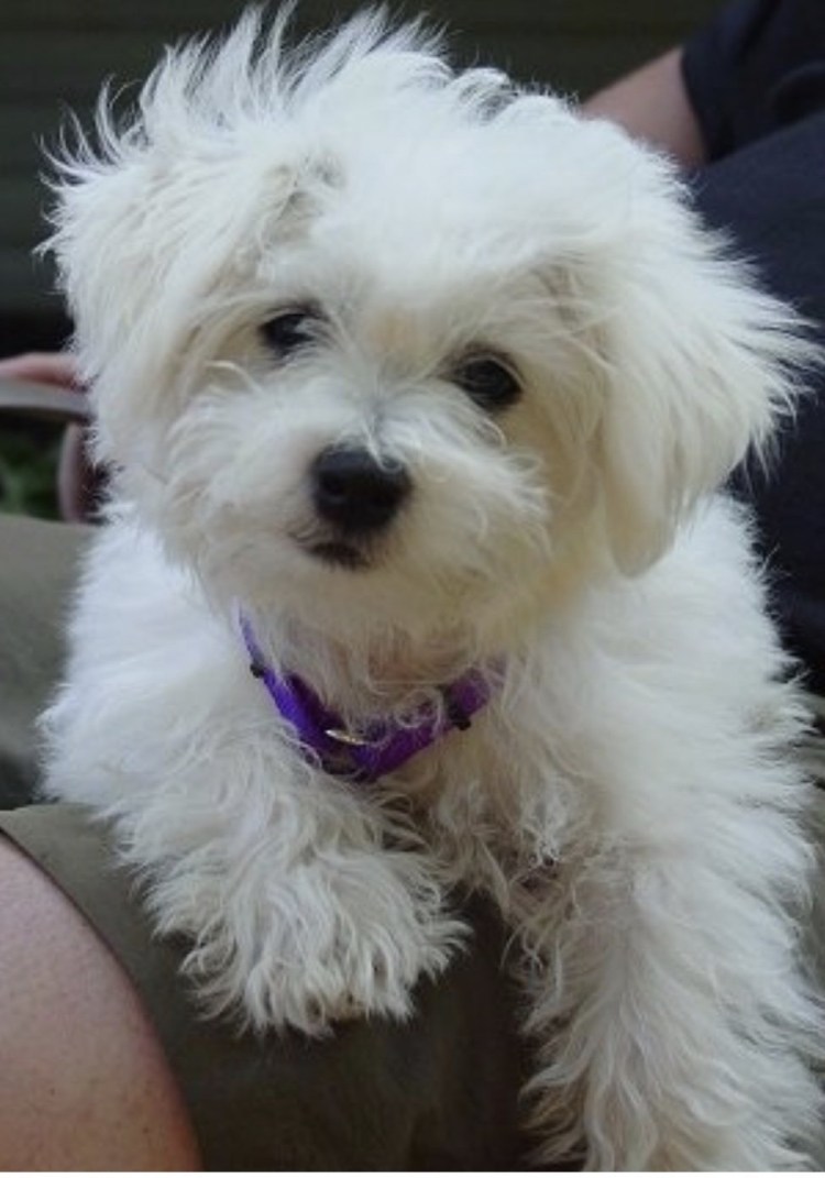 Пудель мальтипу