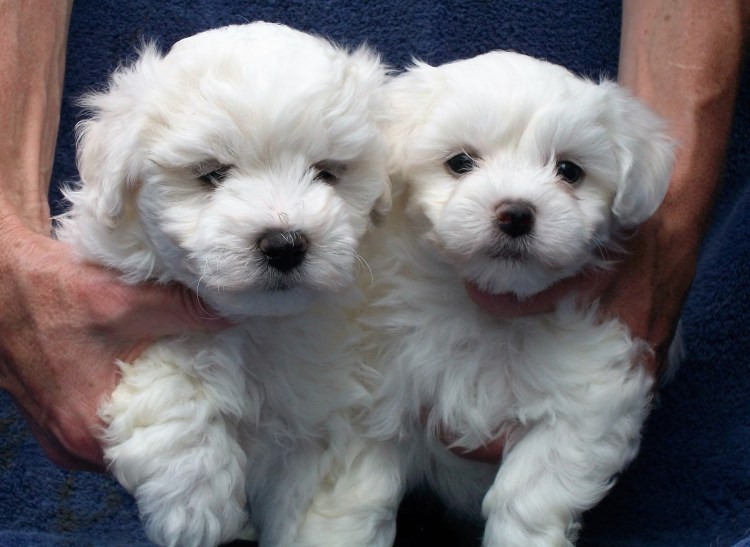 Болонка мальтипу