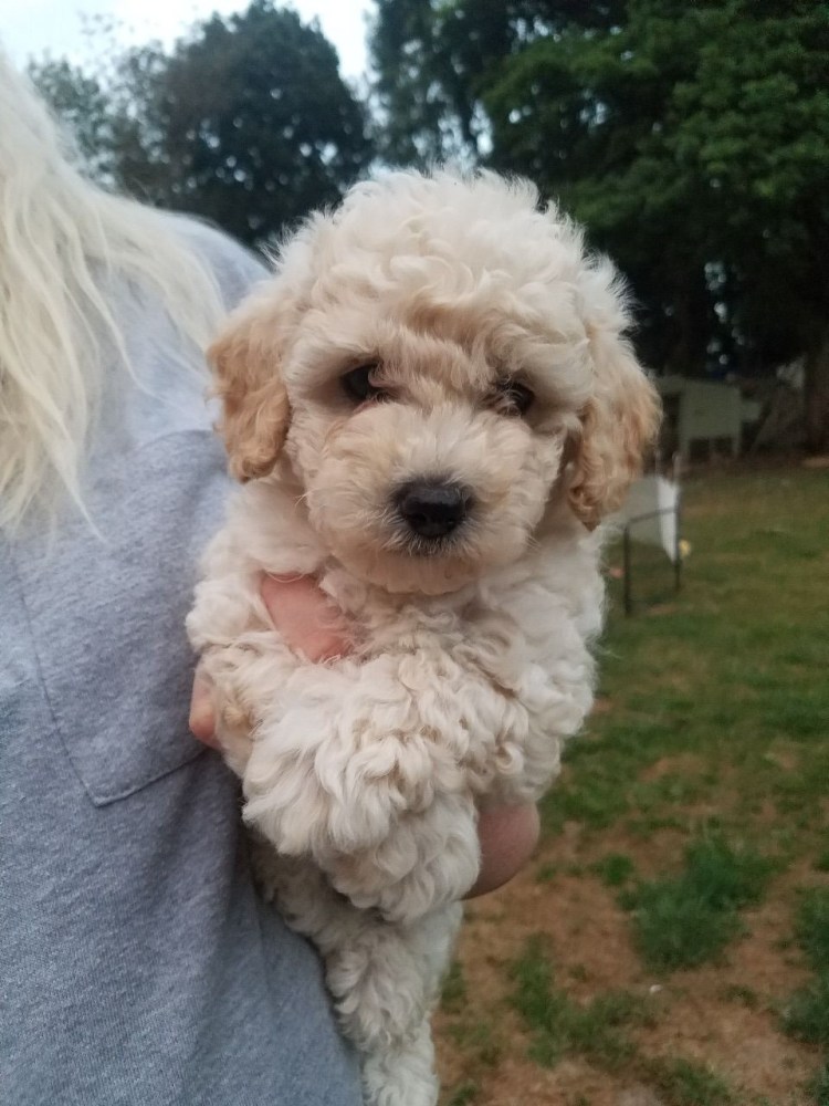 Болонка с пуделем