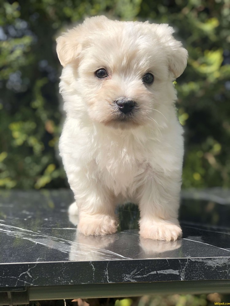 Карликовый пудель мальтипу