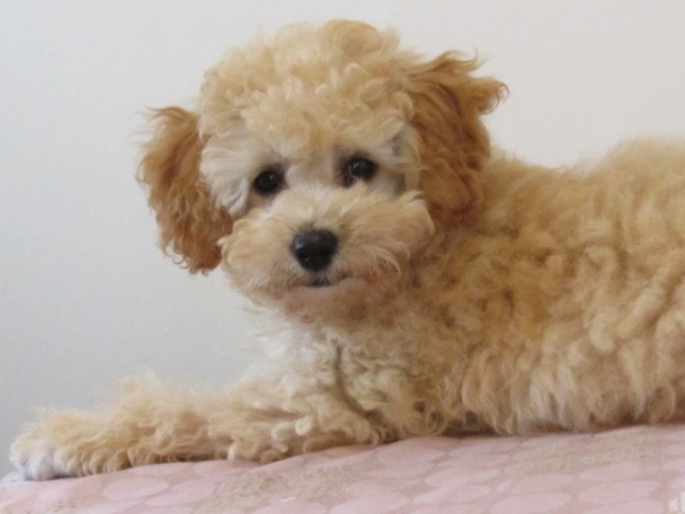 Бишон и мальтипу