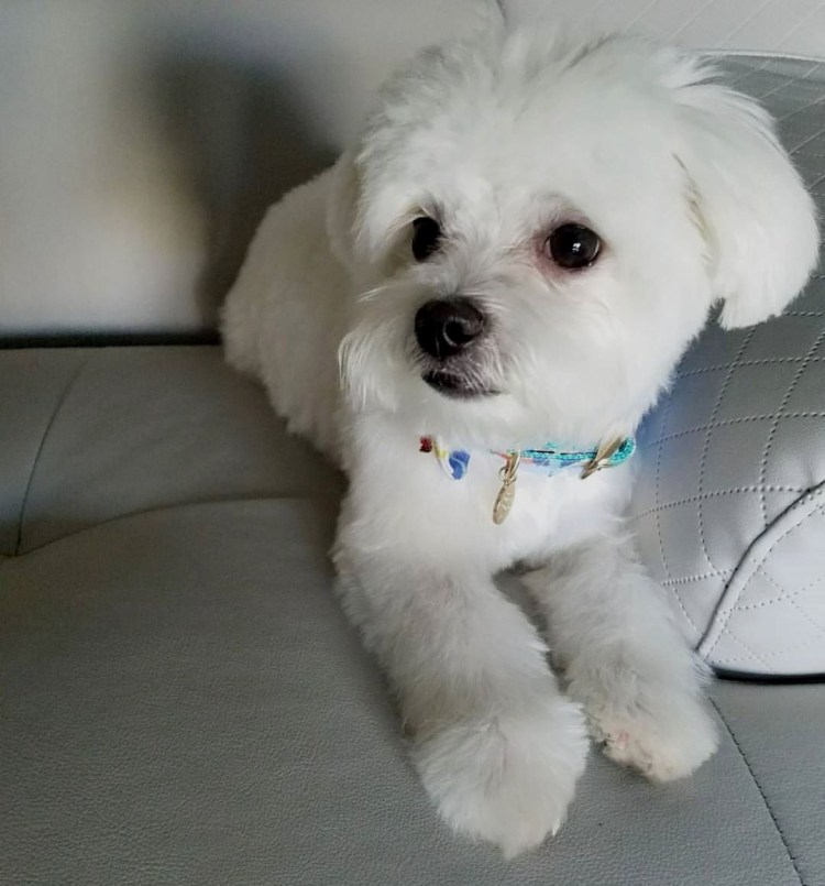 Стрижка Бишон мальтезе