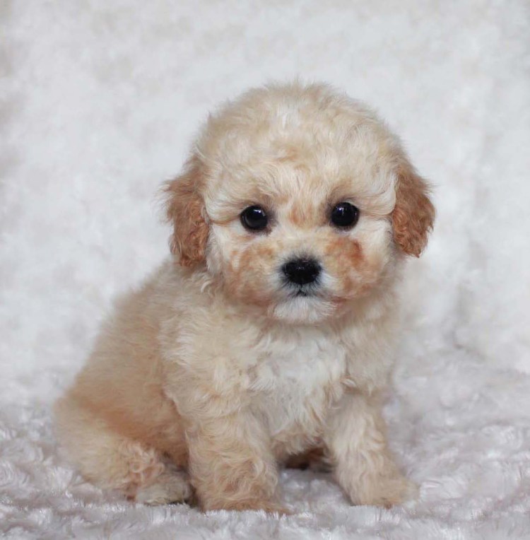 Бишпу мальтипу