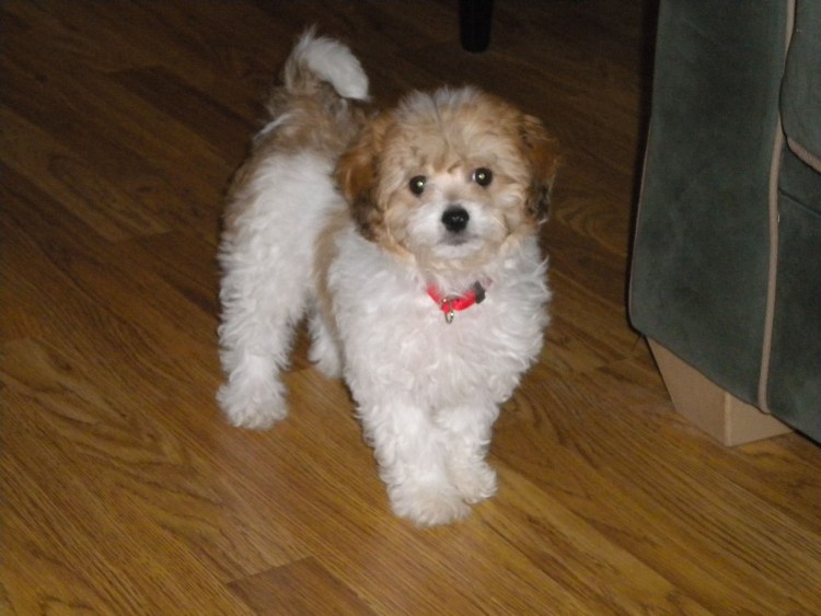 Мальтипу Браун