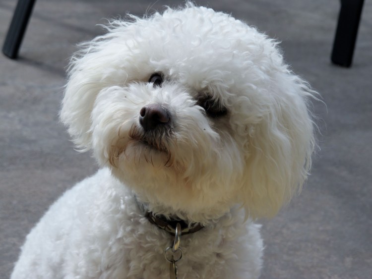 Пудель карликовый золотистый