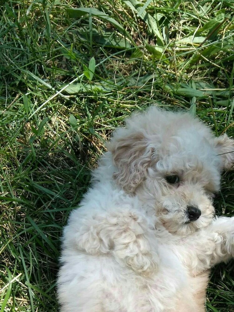 Бишон Болоньез