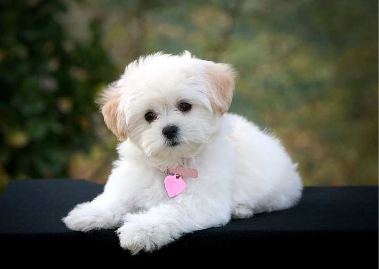 Бишон фризе мальтипу