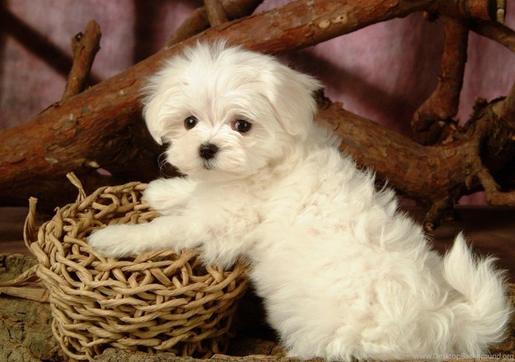 Мальтипу метис мальтезе и пуделя