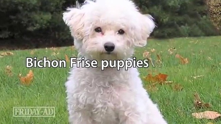 Бишон фризе мальтипу