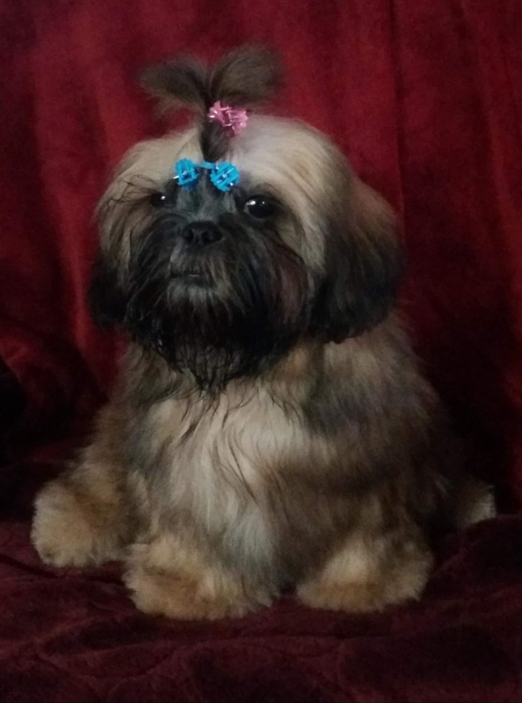 Ши тцу темный