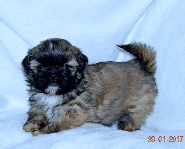 Ши тцу черный Соболь