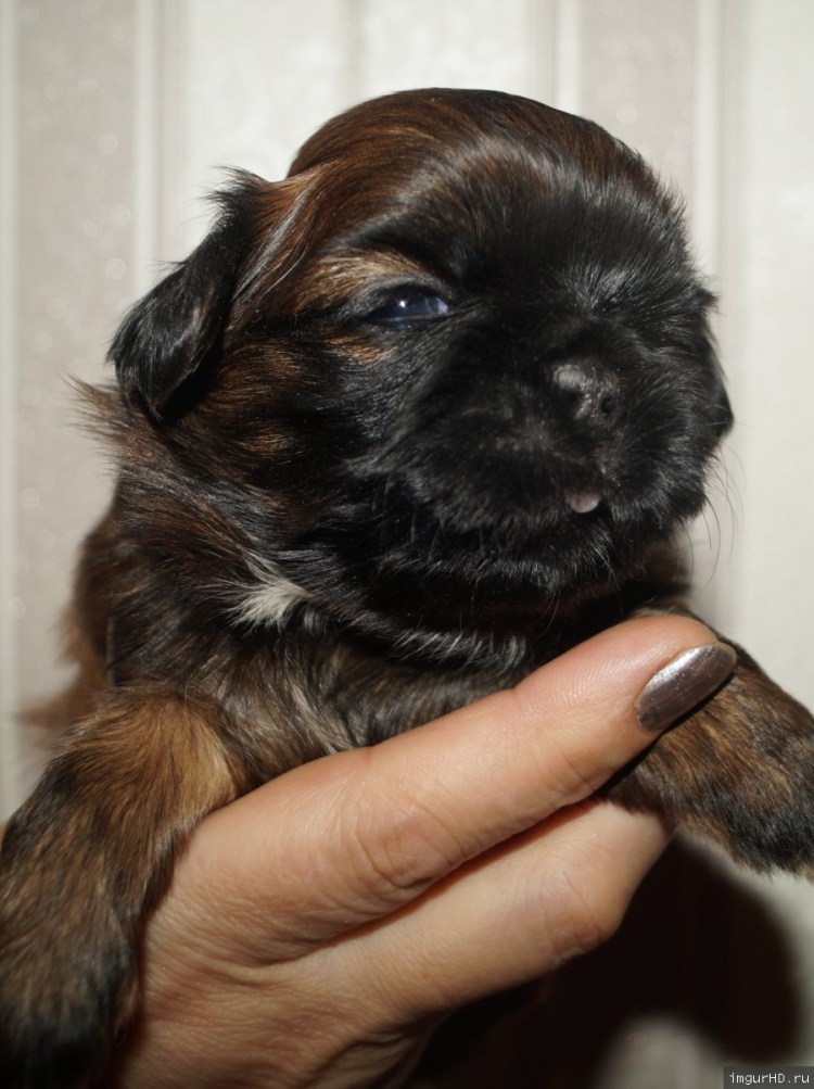 Американская ши тцу