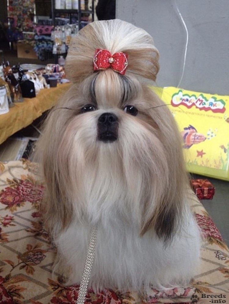 Ши тцу чемпион мира