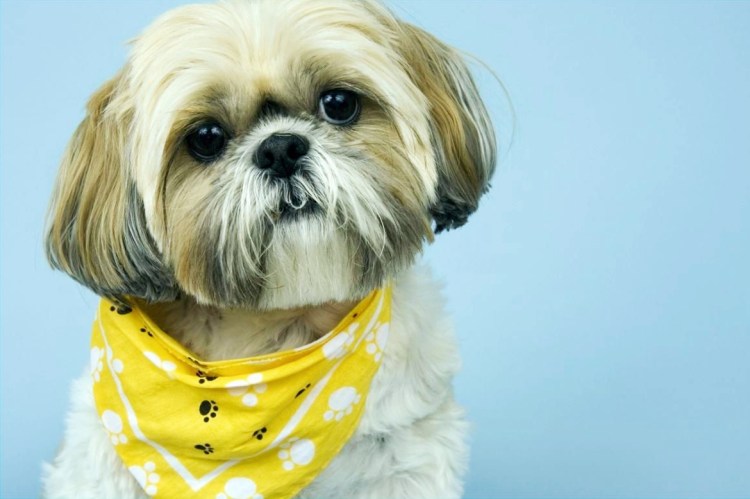 Shih Tzu Puppies for sale near me