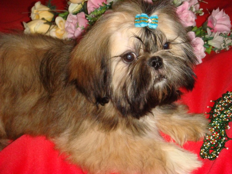 Ши тцу рыжий