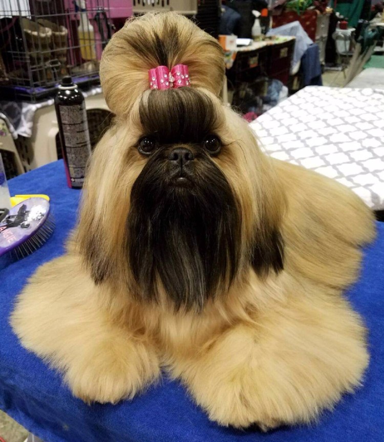 Красная ши тцу