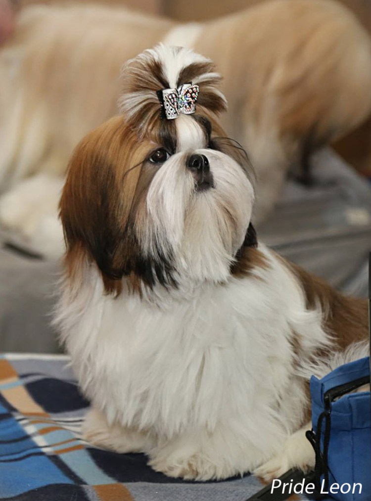 Ши-тцу собака стрижка