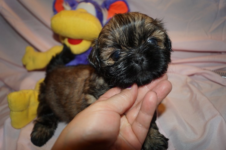 Ши тцу щенки 1 месяц