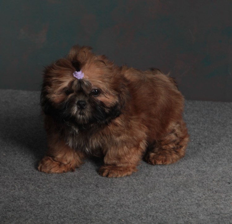 Стрижка собак на белом фоне