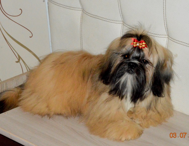 Ши тцу Золотая с маской