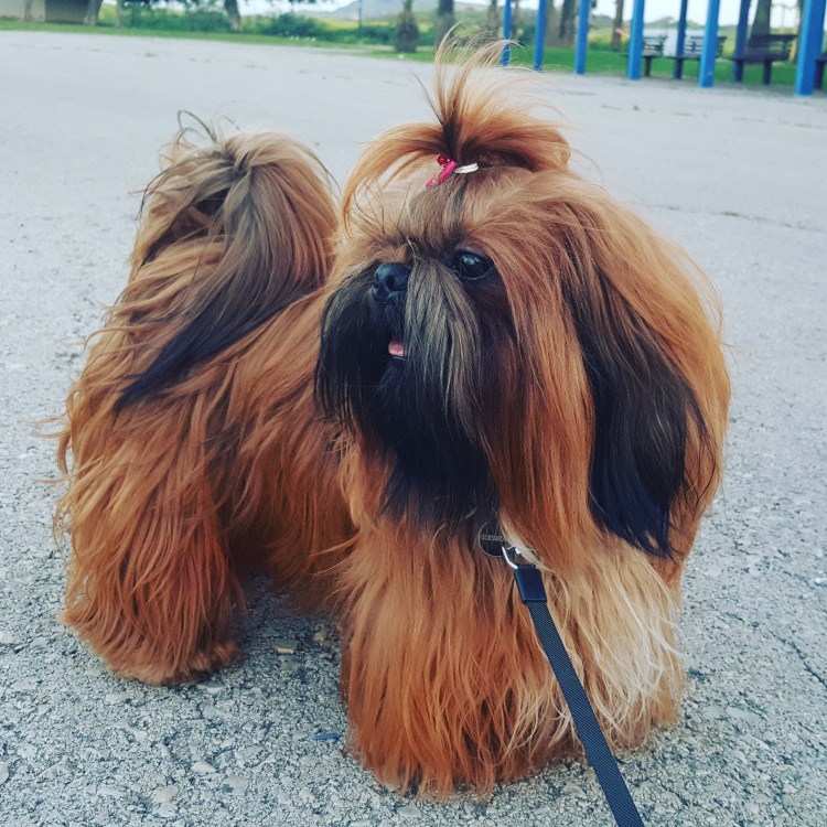 Ши тцу голубого окраса