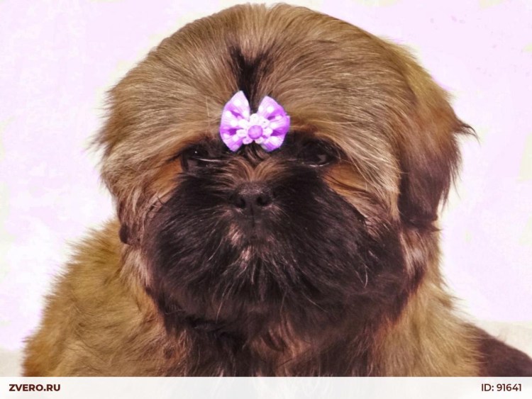 Ши-тцу собака черная